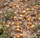 Boa Vista: Deficiências no escoamento e falta de câmaras frias deixam produção agrícola a apodrecer nas hortas da Zona Norte