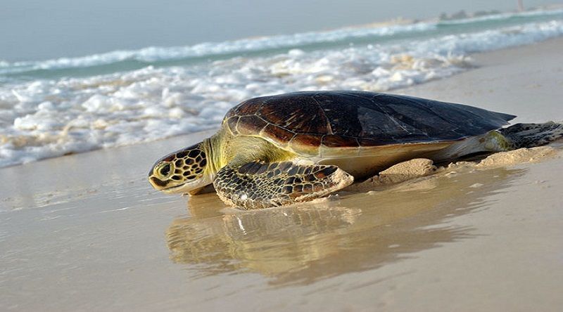 Fogo: Monitorização no Ilhéu de Cima regista 281 ninhos e 535 rastos de tartarugas marinhas entre Junho e Julho